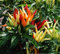 200 Samen Riesen Gewürze Spicy Red Chili Hot Pepper Samen Pflanzen Topf Bonsai-Garten Hof Balkon Pflanzensamen der neuen Ankunfts-1