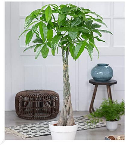 BALDUR Garten Pachira Aquatica ca. 120-130 cm hoch, 1 Pflanze, Glückskastanie Zimmerpflanze Zimmerpflanze, Grünpflanze, mehrjährig - frostfrei halten, Pachira aquatica