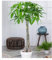 BALDUR Garten Pachira Aquatica ca. 120-130 cm hoch, 1 Pflanze, Glückskastanie Zimmerpflanze Zimmerpflanze, Grünpflanze, mehrjährig - frostfrei halten, Pachira aquatica