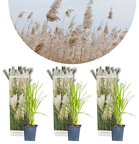 Bloomique - 3er-Set - Cortaderia Selloana - Weißes Pampasgras - Ziergras - Winterhart - Höhe 20-30 cm - Topf 9 cm