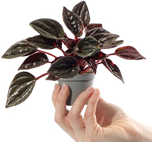 Baby Emerald Ripple Plant - Peperomia Caperata Brasilia | Small Potted Houseplant Gift for Indoor Home Office Kitchen Living Room