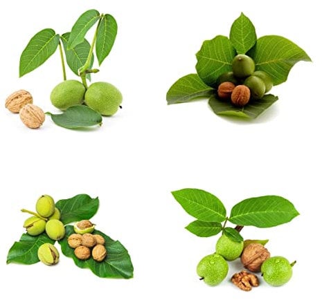 Walnussbaum|Bonsai Baum|Baumsamen|Zimmerpflanzen/Winterharte Pflanzen FüR Garten/Balkonpflanzen/Nachhaltige Geschenke/GrüNpflanzen/Bio Saatgut-5stüCk