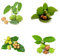 Walnussbaum|Bonsai Baum|Baumsamen|Zimmerpflanzen/Winterharte Pflanzen FüR Garten/Balkonpflanzen/Nachhaltige Geschenke/GrüNpflanzen/Bio Saatgut-5stüCk
