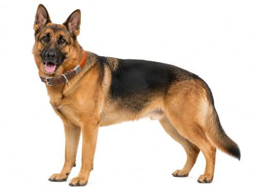 Halsband Hund - Hundehalsband Athos Cognac - Kunstleder und Nylon - verstellbar - gebürstete Metall-Schnalle und D-Ring - Größe XL 50-60 cm - Flamingo