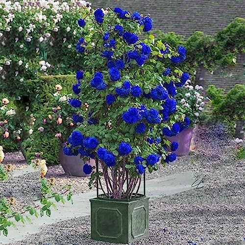 Luojuny Semi di rosa selvatica, 300 Pz/borsa Semi di rosa selvatica Semi di erbe medicinali sempreverdi Giardino bonsai blu Multiflora per la casa Semi di rosa rampicante