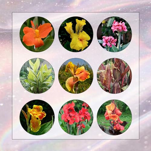 2 Pcs Canna Lily Zwiebeln - Balkon Blumen, Pflanzen Züchten Canna Knollen - Canna Indica - Nachhaltige Geschenke, Pflanzen Deko Blumen Winterhart, Bienenfreund Blumenzwiebeln Mehrjährig