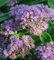Prächtige Fetthenne Brillant - Sedum spectabile