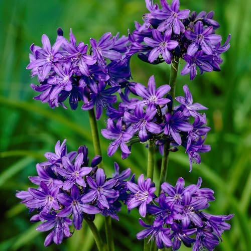 Agapanthus africanus Dunkelviolett (3 Pflanzen) Winterharte echte Gartenpflanzen aus Holland, mehrjährige Blumenzwiebeln für Topf und Garten (keine Samen, nicht künstlich)