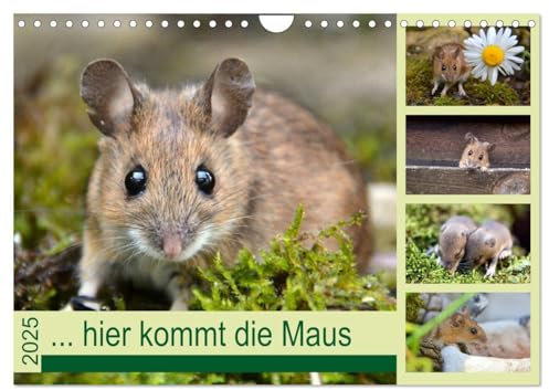 ... hier kommt die Maus ... (Wandkalender 2025 DIN A4 quer), CALVENDO Monatskalender: Zauberhafte Bilder einer kleinen Maus