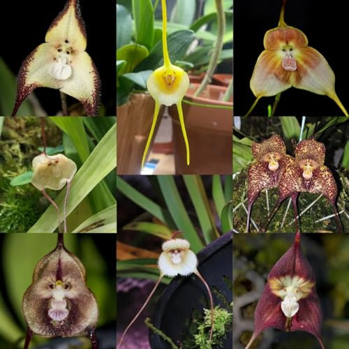 200 Affengesicht orchidee - Dracula simia orchideen echte pflanzen, Affengesicht Orchidee Samen geschenk garten, samen geschenk Gartengeschenke, Alte Sorten Saatgut schnellwachsende