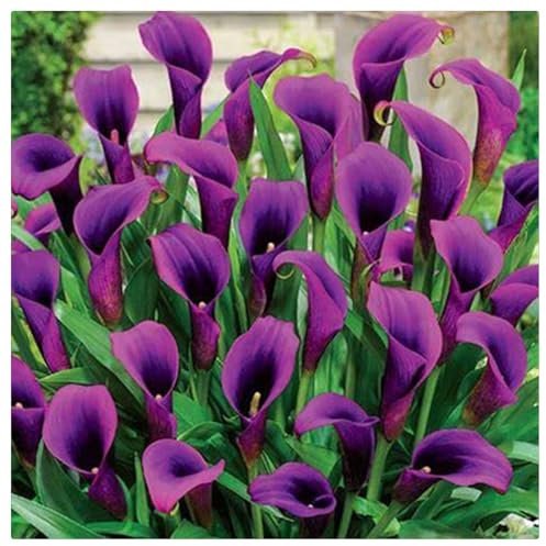 Calla Lily Live Plant Bulbs,Calla Lily Bulbs Bulk,Flowering Bulbs Excellent Display Indoor Perennial Balcony Garden Bulbs Can Be Potted Aromatic -2bulbs-D