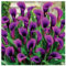 Calla Lily Live Plant Bulbs,Calla Lily Bulbs Bulk,Flowering Bulbs Excellent Display Indoor Perennial Balcony Garden Bulbs Can Be Potted Aromatic -2bulbs-D