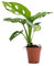 Mini Planta Natural Monstera DECOALIVE Planta de Interior Monstera Obliqua