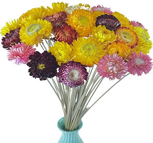 TooGet 40 Pièces Marguerites Séchées Naturelles, Bouquet de Fleurs de Marguerite Séchées avec Tige pour Mariage Home Office Party DIY Arrangement de Fleurs