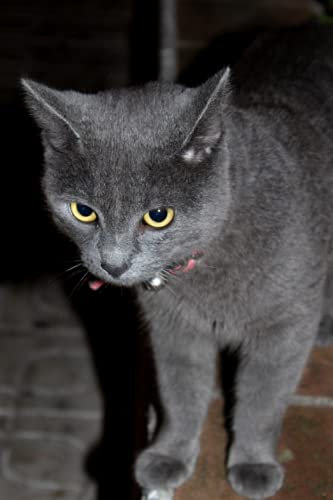 Vokabelheft: Katze Kätzchen Katzenmotiv Tiere Tiermotiv Vokabelheft 2 Spalten 6x9Zoll (ca A5) für Vokabeln zum Sprachen lernen (z.B.Englisch,Deutsch, ... ) liniertes Buch,120 Seiten, Softcover