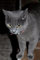 Vokabelheft: Katze Kätzchen Katzenmotiv Tiere Tiermotiv Vokabelheft 2 Spalten 6x9Zoll (ca A5) für Vokabeln zum Sprachen lernen (z.B.Englisch,Deutsch, ... ) liniertes Buch,120 Seiten, Softcover
