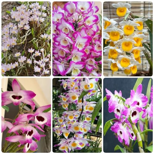 50 pcs Dendrobium nobile orchidee samen - pflanztopf blumen geschenk bienenwiese orchideen, winterharte kübelpflanzen gartenblumen pflanzensamen winterfeste pflanzen für garten balkonpflanzen