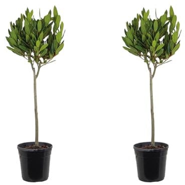 Bloomique – Lot de 2 – Laurus Nobilis – Laurier sur tige – Plantes de jardin – Rustique – 80-100 cm de haut – Pot 21 cm