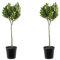 Bloomique - Laurus Nobilis am Stamm - Lorbeerbaum- Gartenpflanzen Winterhart - Gartenkräuter Pflanzen - Höhe 80-100 cm - Topf 21 cm