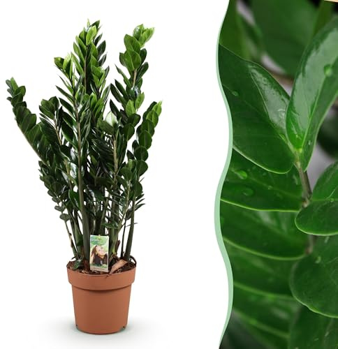 Green boutiQ - Zimmerpflanzen - Zamioculcas - ZZ-Pflanze - Wenig Pflege - Grün - 1 Pflanze - Topf 21cm - Höhe 80-90cm