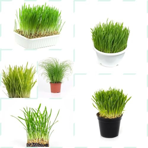 50 pcs katzengras samen, kräutergarten küche, bodendecker samen winterhart exotische pflanzen samen, samen balkon samen zimmerpflanzen, alte sorten saatgut heilpflanzen samen, biosaatgut