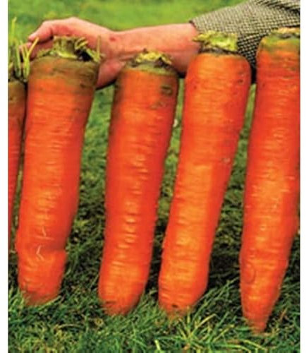 Giant Carrot 50 Seeds