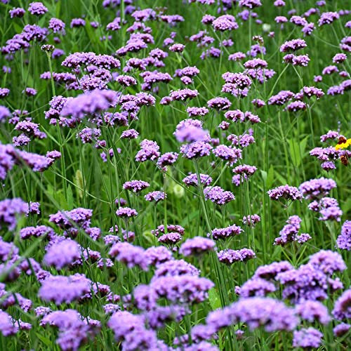 eisenkraut samen mehrjährig - Verbena bonariensis - Seltene Pflanzen serie - gartenblumen garten hochbeet blumendeko bodendecker samen winterhart kräuter 500 Stück