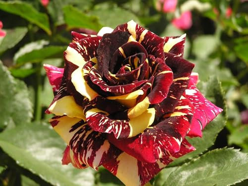 50 SEMI DI ROSA ABRACADABRA