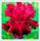 Bulbos de iris,Semillas iris germanica, Regalo, Perenne, Saludable,Iris Bulbs, Larga floración,Flor cortada-5 Bulbos-A