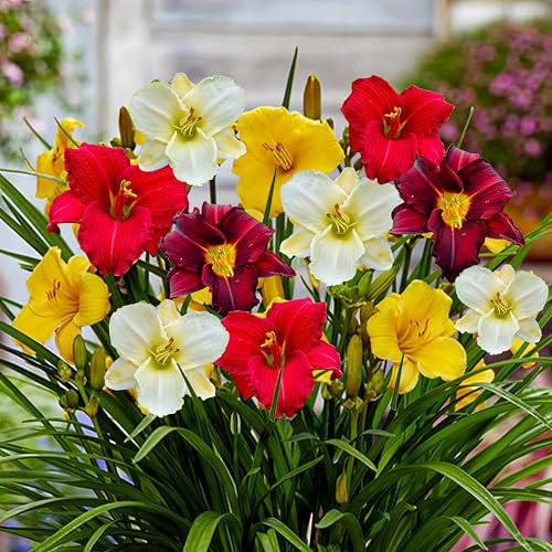 Taglilien (5 Wurzeln) - Blumenzwiebeln Mehrjährig Winterhart - Mix von 5 Hemerocallis Sorten - große Winterharte Stauden aus Holland (kein Samen, Zwiebeln und nicht künstlich), Weiß-Rot-Rosa-Violett
