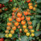 3 x Cherry Tomato Plants – Fresh Vine Tomatoes | Outdoor Garden Ready Plants in 10.5cm Pots | Greenhouse or Patio Growing | 15-30cm Tall (F1 Honeycomb)