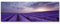 Paul Sinus Art Leinwandbilder | Bilder Leinwand 150x50cm Lavendel Feld
