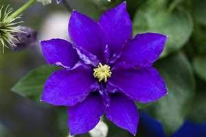 Clematis Hybride 'Diamantina' Waldrebe Kletterpflanze im Topf gewachsen (60-100cm)
