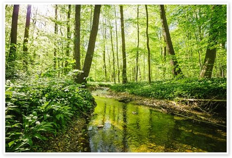 Frischer grüner Wald Poster von Oliver Henze 150 x 100 cm Grün Wandbilder Wanddeko