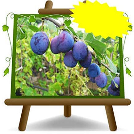 Stanley-Pflaumen -Obstpflanze alte Frucht auf Blumentopf 20 - Baum max 170 cm – 2 Jahre Anbau Italien