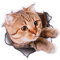 katzen sticker,3d Niedlicher Aufkleber, Katze Wandaufkleber ,Moderne 3d Katze Hund Tier Wandaufkleber Wasserdichte Wohndekoration Wandaufkleber