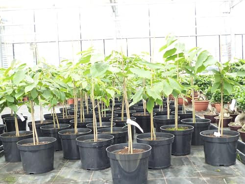 gruenwaren jakubik Bananenstaude Banane Asimina triloba Sunflower Banane 80-90 cm, Indianer- Banane, Staude