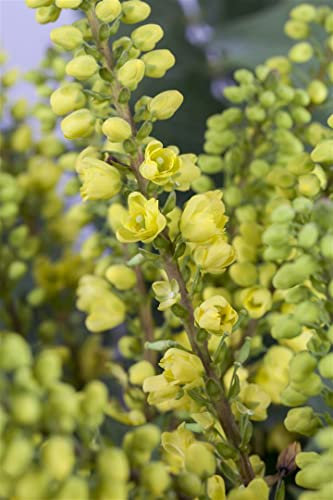 Mahonia media 'Winter Sun' 60-80 cm - Mahonie, leuchtend gelbe Blüten, Blütezeit November-März, winterhart, ideal für schattige Standorte, bienenfreundlich