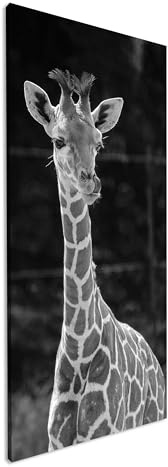 Leinwandbild Süße junge Giraffe, neugierig und verspielt Panorama Format: 120x60 cm Effekt: Schwarz&Weiß XXL Kunstdruck Bild auf Keilrahmen/Wandbild/Wohnzimmer Deko