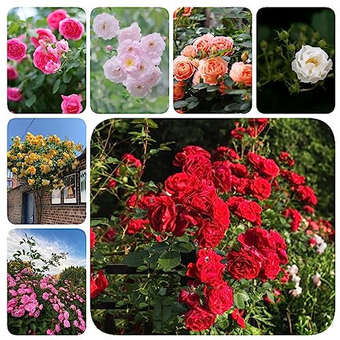 300 Pcs Rose Samen, Luftreinigende Zimmerpflanzen Samen Rankhilfe Rosen Pflanzen, Kletterpflanzen Winterhart, Balkon Blumen Bodendecker Winterhart Mehrjährig Stauden Gärtner Geschenke,