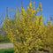 Forsythia WeekEnd Topf P9 15-20 cm Forsythie gelb Zierstrauch Frühlingsblüher | Goldglöckchen als Solitär oder Heckenpflanze