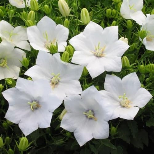 1 Pack of 5000 SEEEDS Campanula carpatica White Bellflowwer - Tussock Bellflowwer
