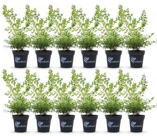 GreenboutiQ - Buxus Hecke - BetterBuxus Babylon Beauty - Resistenz gegen den Buxus-Schimmel - 12 Pflanzen - 2 laufender Meter - Topf 13cm Höhe 30-35