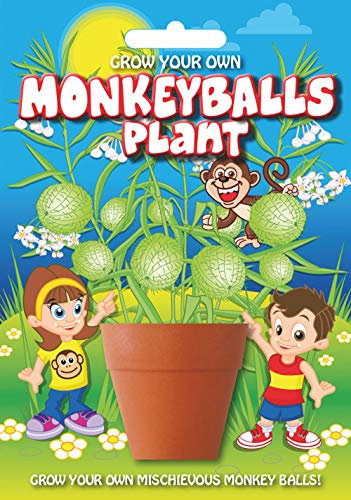 Fun Seeds | Grow Your Own Monkeyballs Plant