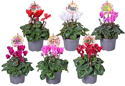 DECOALIVE Cyclamen de Invierno y Primavera Pack 6 Plantas Naturales con Flores