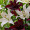 Lilien Zwiebeln Schwarz & Weiß - 10 Zwiebeln - Blumenzwiebeln Frühling Mischung - Sommerblumen mehrjährig winterhart - Niederländische Qualität - Für Garten und Töpfe - Kübelpflanzen winterhart