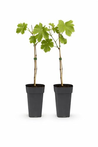 Exotenherz Vitis vinifera Vroege van der Laan - Weisse Weintraube - 15cm Topf - ca. 50cm hoch - 2er Set