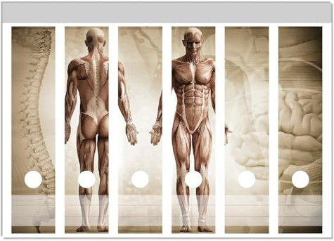 Wallario Ordnerrücken Sticker Anatomie Mensch I - Größe 6 Stück, Rückenschilder für 6 breite Ordner, Klebeetiketten