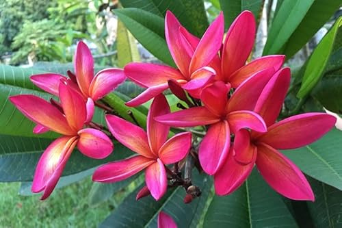 Rote Frangipani - Westindischer Jasmin Tempelbaum Plumeria rubra 5+ Samen Z 123