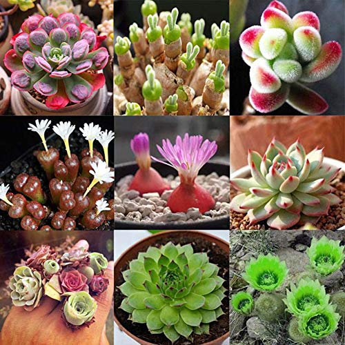 100 Pezzi Di Cactus Misti Semi Bonsai Giardino Di Casa Decorazione Balcone Semi di piante grasse